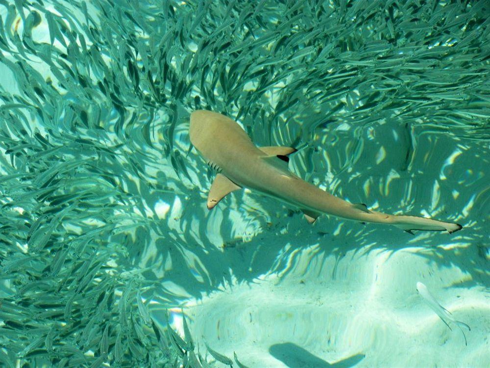 Isle Beach Inn Maldives Eksteriør billede